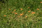 Orange daylily